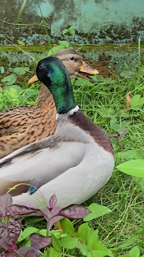 Mallard Call Duck 🥰❤️ #bosomfarm #crestedduck #waterbirds #ducks #farmlife #goose #rabbit #CallDucks #farming | Bosom Experimental Farm