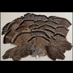 Thank you to all the hunters who submitted grouse wing and tail samples. Wing and tail samples give the age and sex of harvested birds. Each sample is an entry into a firearm raffle donated by the Ruffed Grouse Society. | NH Fish and Game