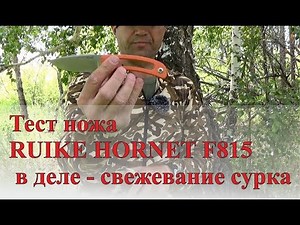Putting the Ruike Hornet F815 knife to the test – skinning a marmot