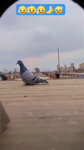 💔💔💔 #pigeon #pigeonracing #pigeon #kalapatids #kalapatti #birdlife #pigeon #viral #pigeonlife #pigeonracing #kalapati #racingpigeons | Raw Breed Pigeon