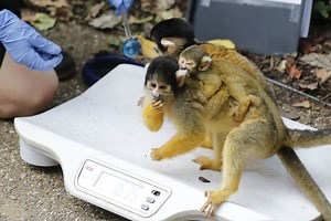 Costco Cans Coconut Milk Over the Forced Employment of Manacled Monkeys