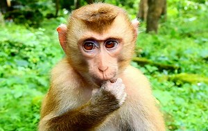 The most sad hungry orphan monkey sucking finger asking food | Animals JoJo Family