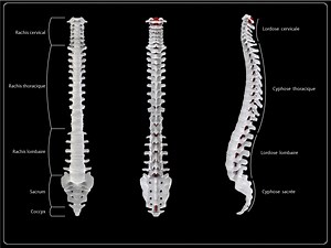 Mal au dos et aux jambes : Causes possibles (que faire ?) | Lombafit
