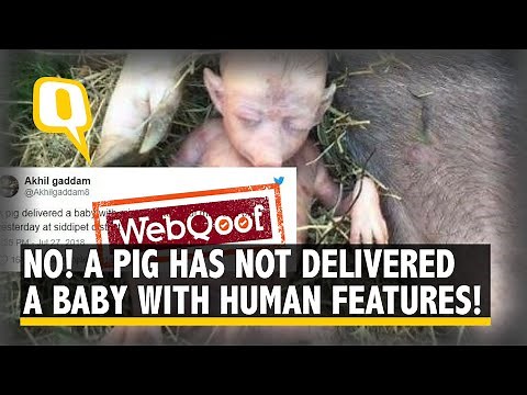 The Viral ‘Pig-Human Hybrid Baby’ is an Italian Artist’s Creation | The Quint
