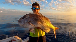 Summer snapper and big angry sharks off coastal Australia