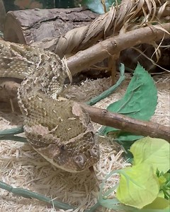 Fun video of our exhibit puff adder, Bitis arietans, exploring her habitat. Check out her pupils moving around!! | Kentucky Reptile Zoo