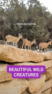 3.1K views · 73 reactions | Wild Ibex - Beautiful wild creatures in the wilderness land of Israel. #Israel #bible #travel #viralreelsシ #share | Pastor Aries Paduga - The Travelling Preacher in Israel | Facebook