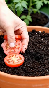 25K views · 102 reactions | Grow Tomatoes from Tomatoes (Easiest Method Ever With Updates) | Nature's Tricks & Tips | Facebook