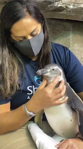 Penguin Pats and Feather Scratches
