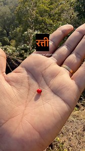 “Ratti” (or Raktika) is a traditional Indian unit of mass, historically based on the weight of the Gunja seed (Abrus precatorius), used for weighing gemstones and gold, roughly equivalent to 0.12125 grams, though variations exist (like 0.18g for astrology) and it’s used alongside or as an Indian equivalent to the carat, especially in the subcontinent. | Rohit Upadhyay