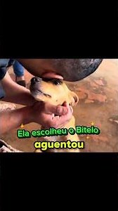 Bitelo couldn't resist and adopted another puppy! 🥹🐕