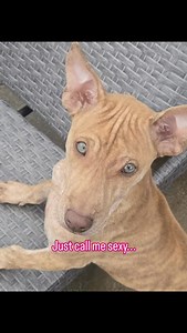 #Ridgeback #phuquocridgeback #puppylove #vietnameseridgeback #rarebreed | Vietnamese Phu Quoc Ridgeback Dogs - Southern California - aka SoCal VPQR