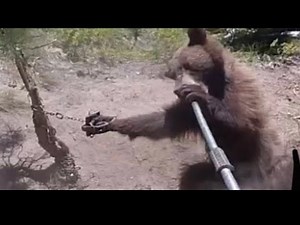 Releasing a bear from a foothold trap using a catch pole!