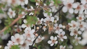 Abeille de miel pendue à la : vidéo de stock (100 % libre de droit) 1067614727 | Shutterstock
