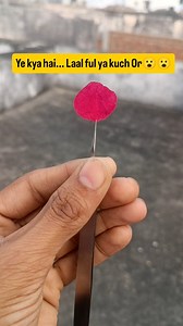 Ye kya hai... Laal ful ya kuch Or 😮 😮 Ek ful me balaji baste hai😊basane wala chahiye Hanuman ji ka ye artwork kesa laga 🤔 #artreels #hanumaanji | Art with Ramakant