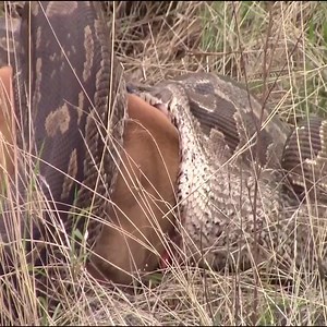 Oh mon Dieu!! Python géant Mange la vache vivante | Pipe Barreto Salcedo