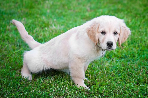 Urinary Retention in Dogs: Signs, Symptoms, Treatments