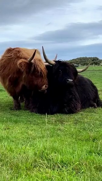 Share some love this #Coosday! 🧡 📍 Ellon, Aberdeenshire 🎥 Instagram.com/glenfia_fold | VisitScotland