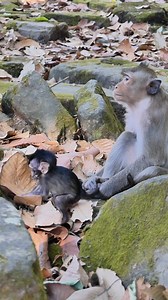 Moment of Intimacy A Monkey Mother Displaying Love for Her Tiny, Hairless Baby | Monkey love
