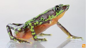 The Critically Endangered Palmed Harlequin-Frog (Atelopus palmatus) is still alive!