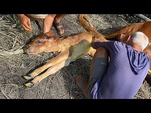 THE BIRTH OF A CUTE CALF - GOBEL & SRI DEPOKREJO'S CHILD