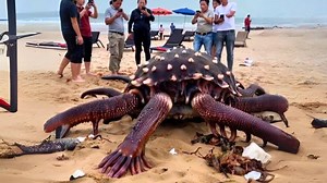 Unbelievable Deep Sea Anomalies Not Found Anywhere Else On Earth #deepsea #unsettling #creatures | Most Amazing Top 10