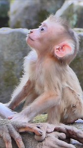 Lily talking to mom #reelfb #fbreel #wildlife #monkey #video #Leo #Libby #Lily #babycry #cutebabymonkey #babymonkeycry #newbornbabymonkey #Facebookpost | BB Monkey Lucie