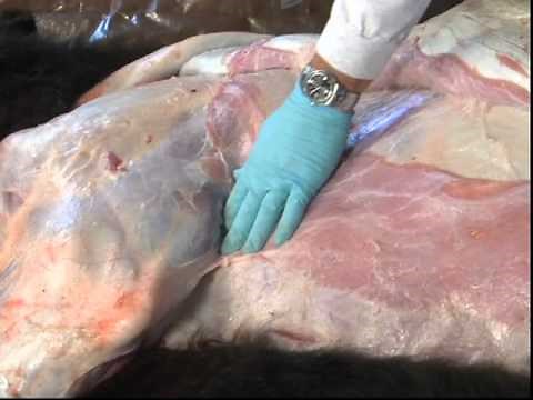 Multiple Injections - Injection Site Demonstration (BQA)