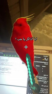 ‏والحل ؟ #lemo#cockatiel