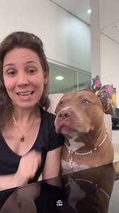 Essa é a Zarinha e é claro que ela.. 🥰🐶 @zara_pitt #pitmonster #raças #cães #pinscher #DogsofInstagram #CatsOfInstagram #DogLovers #CatLovers #InstaPets #DogLife #CatLife #PuppyLove #KittenLove #PetsofTwitter #CachorroBrasil #GatoBrasil #AmoCachorro #AmoGato #PetsDoBrasil #CachorroFeliz #GatoFofo #CachorroMania #GatoMania #PetLoversBR | Pet'scão