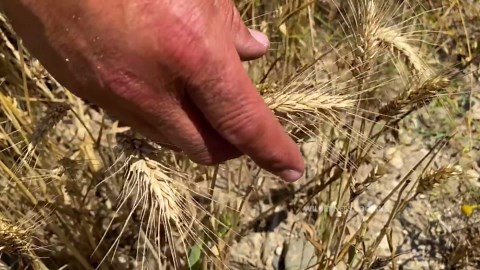 To Bake real BREAD, you must first go to the field for Wheat!
