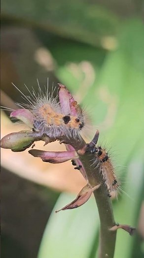 Fall Webworm Caterpillar (Hyphantria cunea) | Nature Macro Wildlife Video