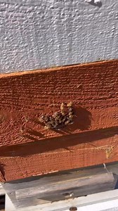 Thriving Warre honeybee colony #beekeeper #beekeeping101 #beekeeping #beginningbeekeeping #BeekeepingBasics #treatmentfreebeekeeping #warre | Sol Nectar Farm