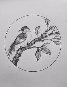 12K views · 112 reactions | A bird sitting on a tree - step by step pencil sketch #art #drawing #pencildrawing #sketch #artist #foryou #viral #new #tranding #drawingtutorial | Tahmina Art Gallery | Facebook