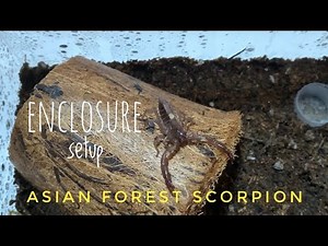Asian Forest Scorpion | Setting up the enclosure | Simple setup