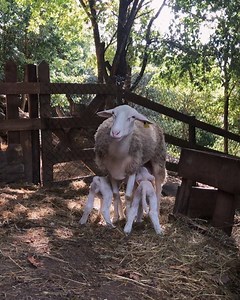 2.6K views · 191 reactions | Milk time for baby Brann and Etta ...