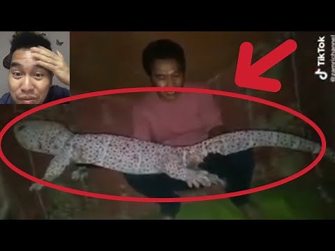Biggest Gecko in the World | Heaviest Gecko in the World | Longest Gecko in the World