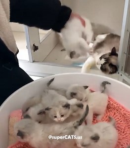 1.7K views · 18 reactions | Cute overload | Animal World | Facebook