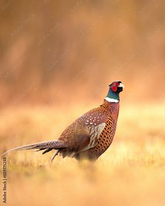 Common pheasant (Phasianus colchius) Ring-necked pheasant in natural habitat, blue background, grassland Stock Photo | Adobe Stock