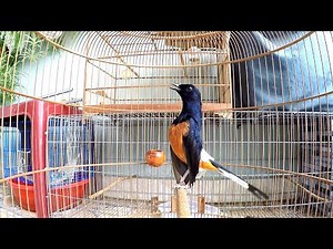 Kích Chòe lửa hót nhiều giọng, Căng lửa, chòe lửa đánh đuôi kích cực nhạy.luyện chòe lửa hót nhiều