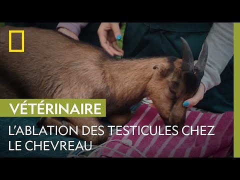 Comment se déroule la castration d'un chevreau ?