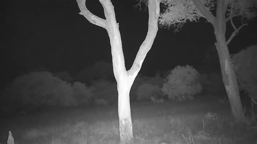 3K views · 28 reactions | Waterbuck male and female | WildEarth Cam | Facebook