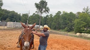 5.2K views · 190 reactions | LILY , 15.2 hand , very stocky made and beautiful molly mule .. very friendly, moves out very free and bold down the trail . | Max Bishop | Facebook