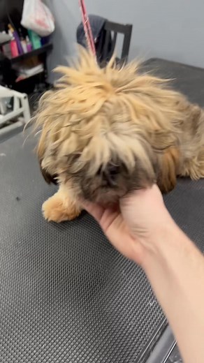 so cute Lucy mwah #fyp #doggrooming #shihstzu #havanese #dogs #doglife #doggrooming #doggroomer #dogsbylogan #cutedogs #fyp | Murin Sury