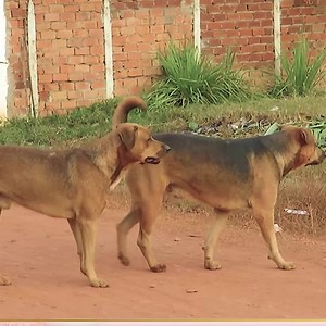 42K views · 240 reactions | Village Dogs TryingTo Meeting Look So Happy | Slaven Dogs | Facebook
