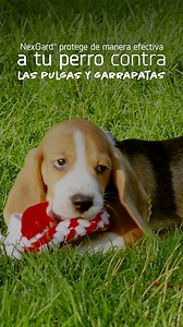 Protege a tu perro de los molestos parásitos externos con NexGard®, pregunta por él, con tu Médico Veterinario. 💙🐶 Ingredientes activos de NexGard®: Afoxolaner. Consulte a su Médico Veterinario. Su venta puede requerir receta médica. Boehringer Ingelheim Animal Health. | NexGard Centroamérica
