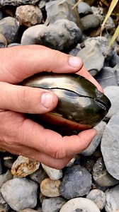 1.2M views · 35K reactions | We found a Jurassic Age limestone rock and opened it, in the search for more fossils! 勞 Take a look and see if anything was inside! ️ You win some, you lose some! 秊 Thanks for supporting our page!  #natural #nature #fossil #fossils #ancient #animals #art #ammonite #ammonites #dinosaur #scientist #minerals #paleontology #whitby #geologist #dorset #geology #charmouth #jurassic #yorkshire | Yorkshire Fossils | Facebook