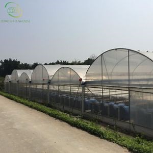 [Hot Item] Multi-Span Greenhouse Tunnels Agriculture with Dwc Hydroponic System for Strawberry