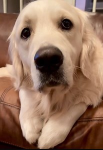 Do you have a Bubba? I hear every single day about your dogs who look like and act like BUBBA! Let’s see YOUR Bubbas!!!!! | Along Came Polly, Rosie and Bubba