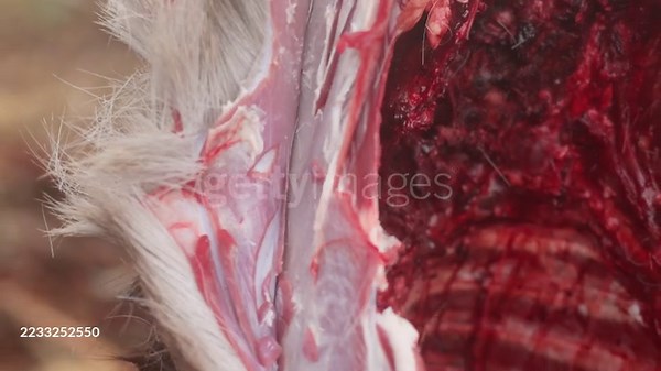 Hunter using a knife to process a deer carcass, slicing through the...